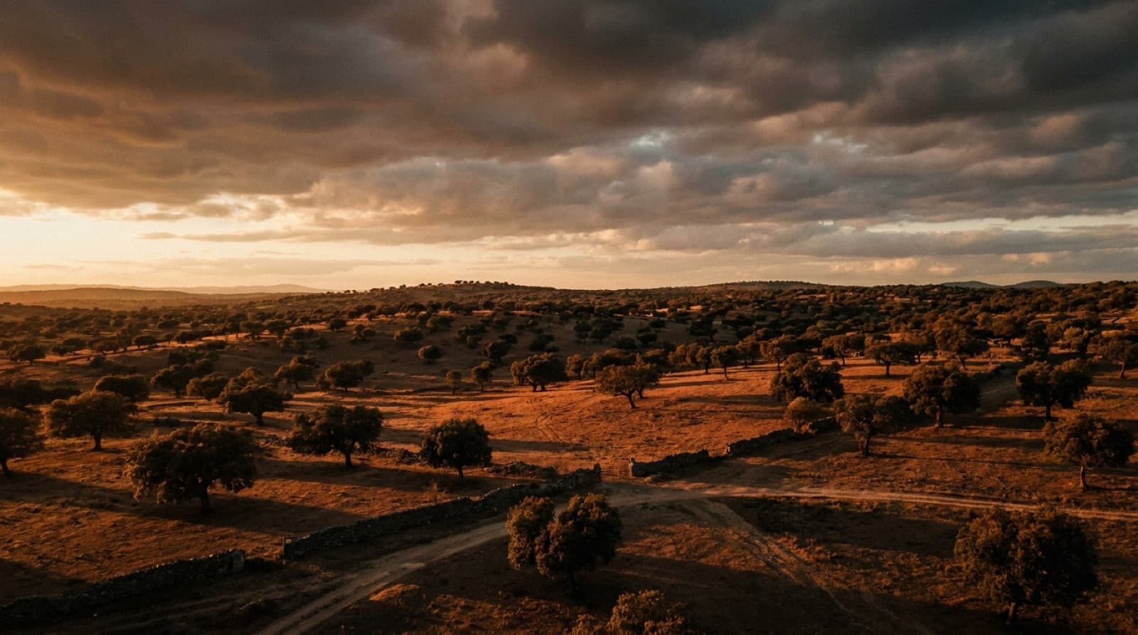 Planície aberta de azinheiras de Los Pedroches, em Córdoba, ao pôr do sol