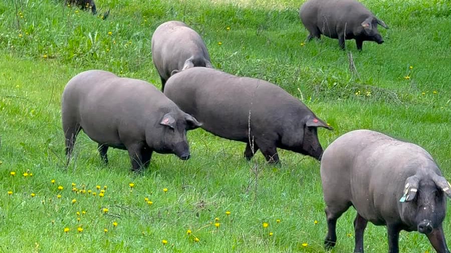 Porcos ibéricos de pelagem escura pastando soltos na relva sob azinheiras