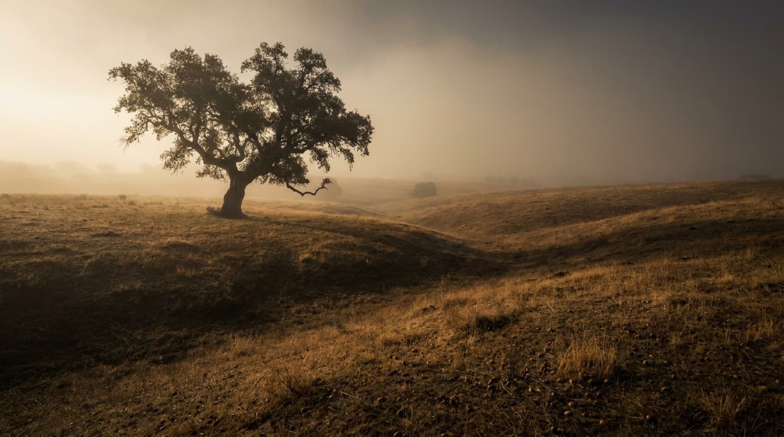 Azinheira centenária solitária num campo aberto dourado de Salamanca ao amanhecer